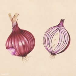 Onion Drawing Photo