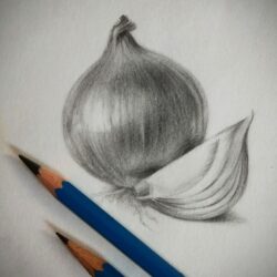 Onion Drawing Picture