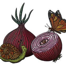 Onion Drawing Realistic Sketch