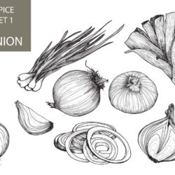 Onion Drawing Sketch