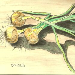 Onion Drawing Stunning Sketch