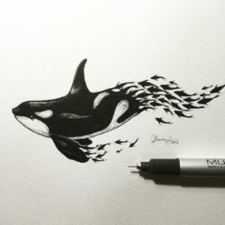 Orca Drawing