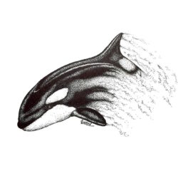 Orca Drawing Amazing Sketch