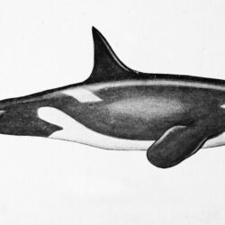 Orca Drawing Artistic Sketching