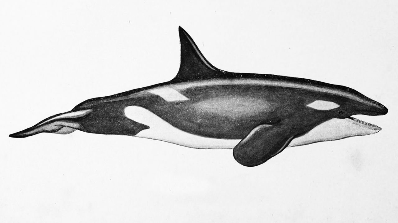 Orca Drawing Artistic Sketching