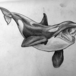 Orca Drawing Creative Style