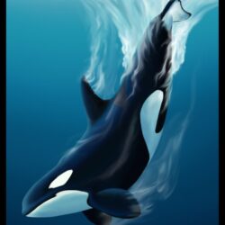 Orca Drawing Hand Drawn