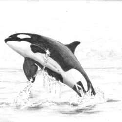 Orca Drawing Image