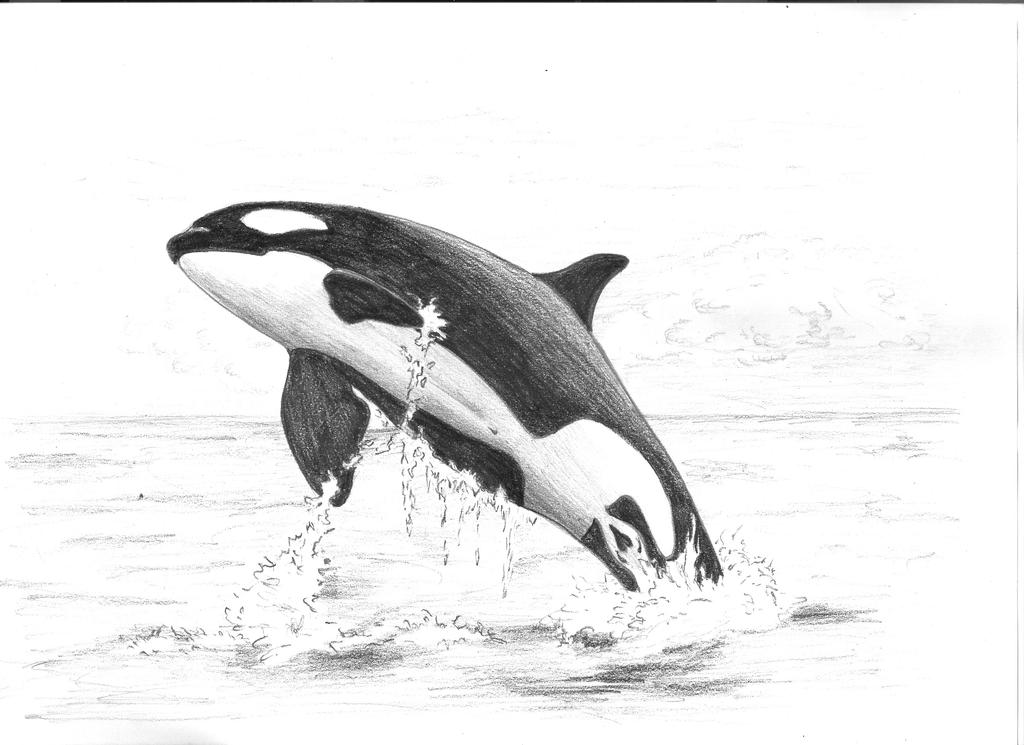 Orca Drawing Image