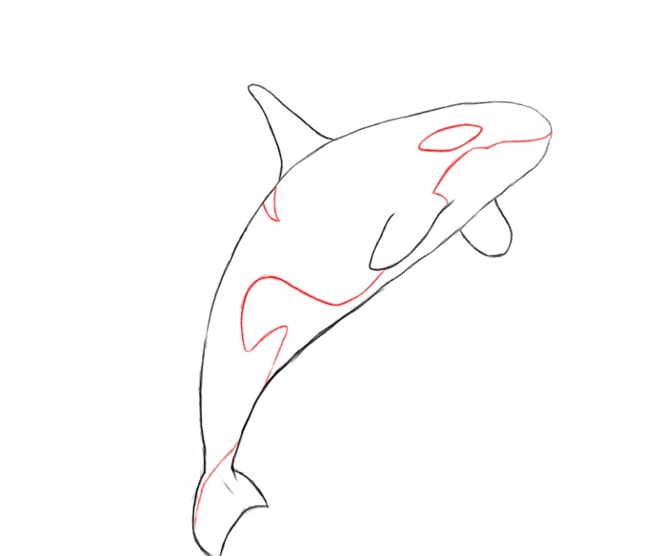 Orca Drawing Photo