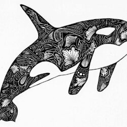 Orca Drawing Picture