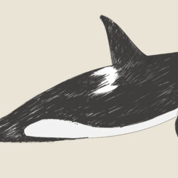 Orca Drawing Professional Artwork