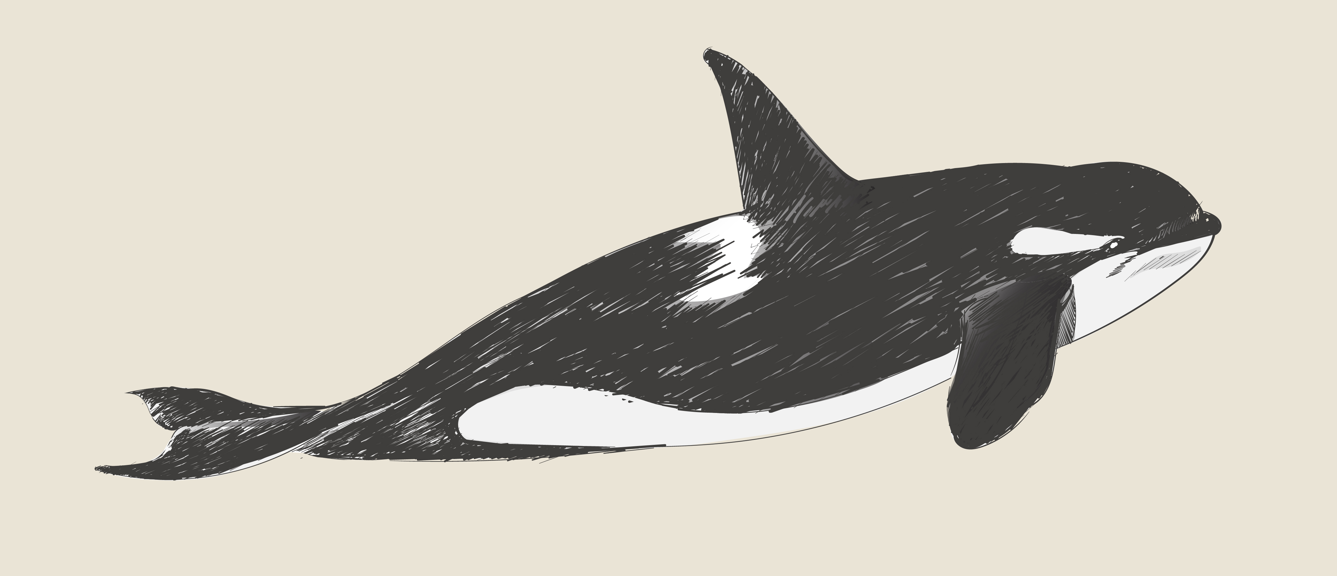 Orca Drawing Professional Artwork