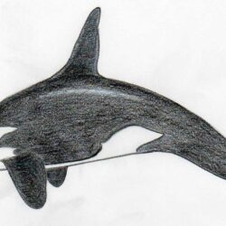 Orca Drawing Realistic Sketch