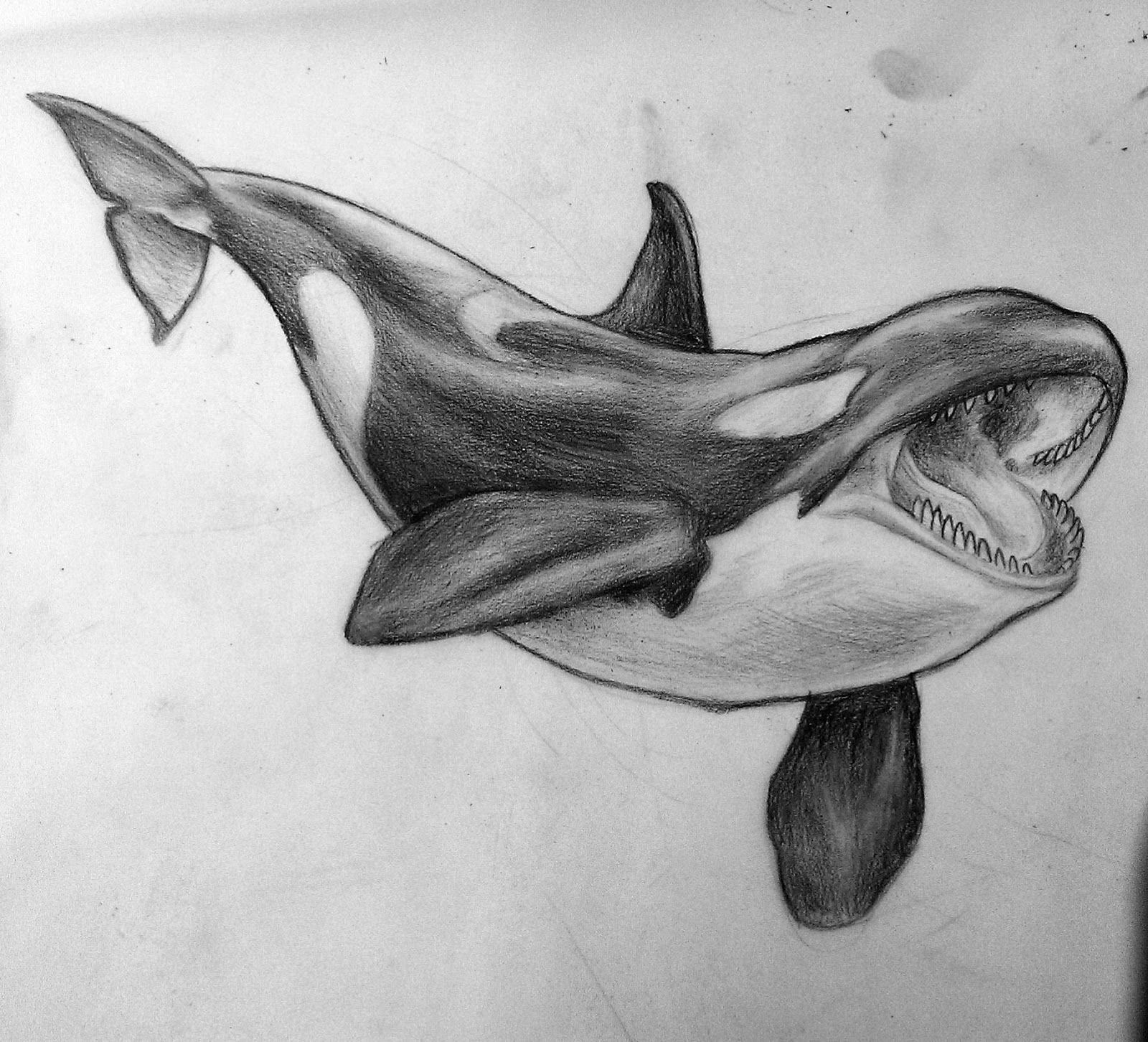 Orca Drawing Stunning Sketch
