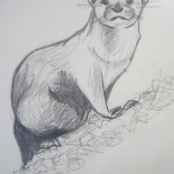 Otter Drawing Artistic Sketching