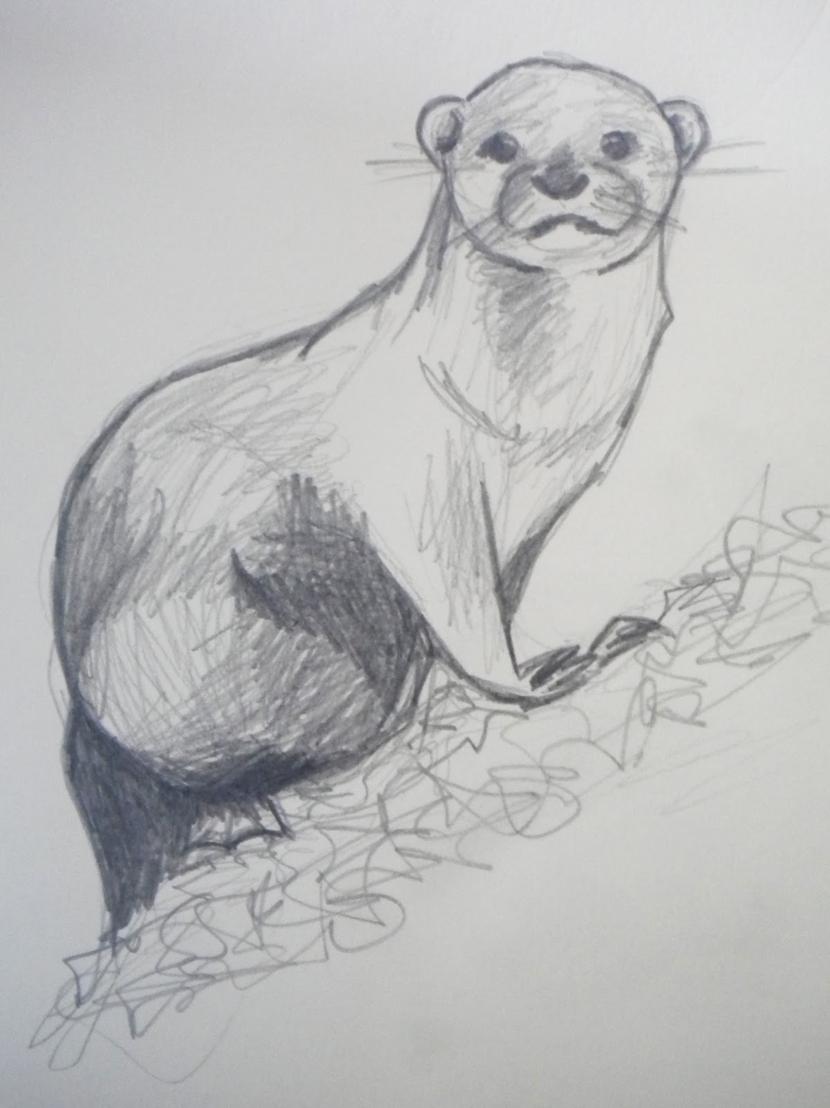 Otter Drawing Artistic Sketching