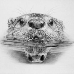 Otter Drawing Beautiful Artwork