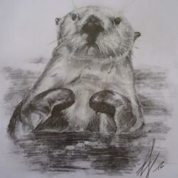 Otter Drawing Fine Art