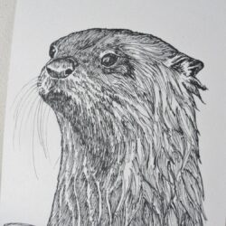 Otter Drawing Hand Drawn Sketch