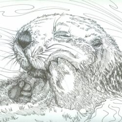 Otter Drawing Modern Sketch