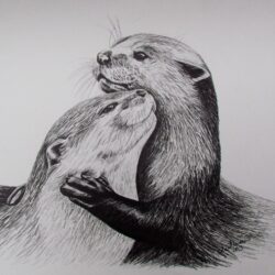 Otter Drawing Picture