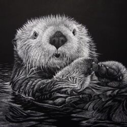 Otter Drawing Professional Artwork