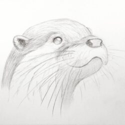 Otter Drawing Realistic Sketch