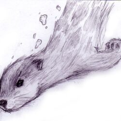 Otter Drawing Sketch