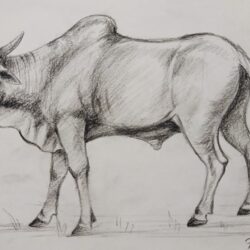 Ox Drawing Image