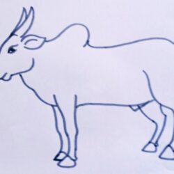 Ox Drawing Photo