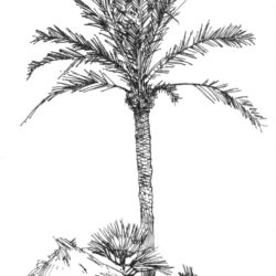 Palm Trees Drawing Fine Art