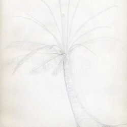 Palm Trees Drawing Hand Drawn