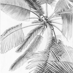 Palm Trees Drawing Image