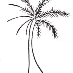 Palm Trees Drawing Intricate Artwork