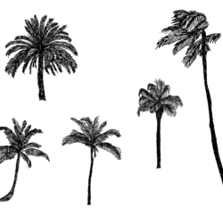 Palm Trees Drawing Professional Artwork