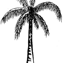 Palm Trees Drawing Unique Art