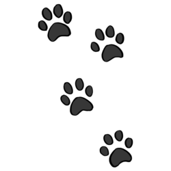 Paw Drawing Photo