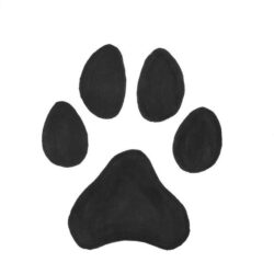 Paw Drawing Realistic Sketch