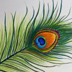 Peacock Feather Drawing Amazing Sketch