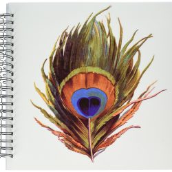 Peacock Feather Drawing Artistic Sketching