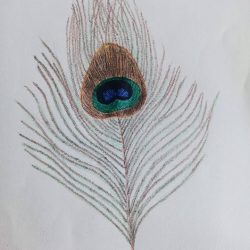 Peacock Feather Drawing Creative Style