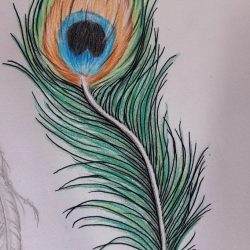 Peacock Feather Drawing Realistic Sketch