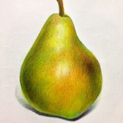 Pear Drawing Photo