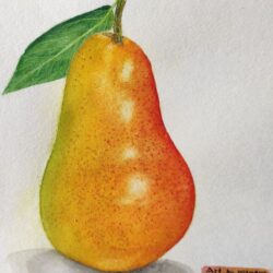 Pear Drawing Professional Artwork