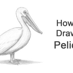 Pelican Drawing Amazing Sketch