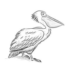 Pelican Drawing Art