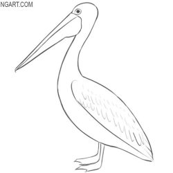 Pelican Drawing Artistic Sketching