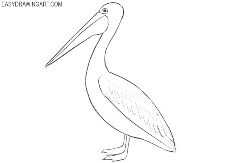 Pelican Drawing Artistic Sketching