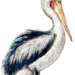 Pelican Drawing Intricate Artwork